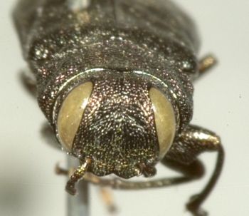 Media type: image;   Entomology 2707 Aspect: head frontal view